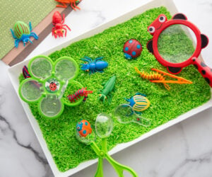 Bug Sensory Bin