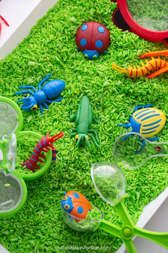 Insect Sensory Bin