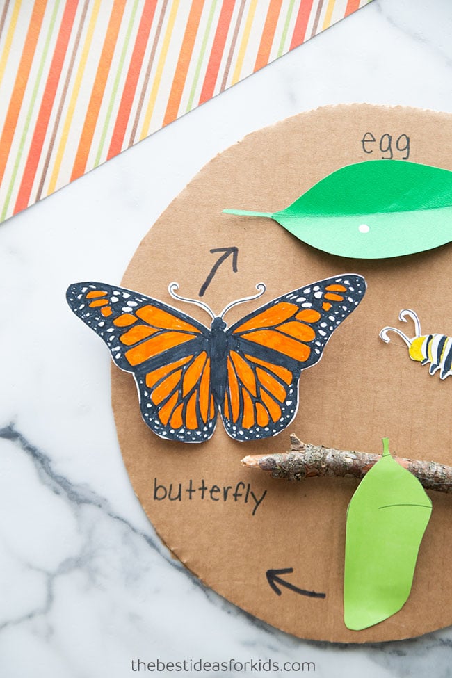 3D butterfly life cycle craft