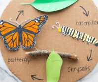 Butterfly Life Cycle Craft