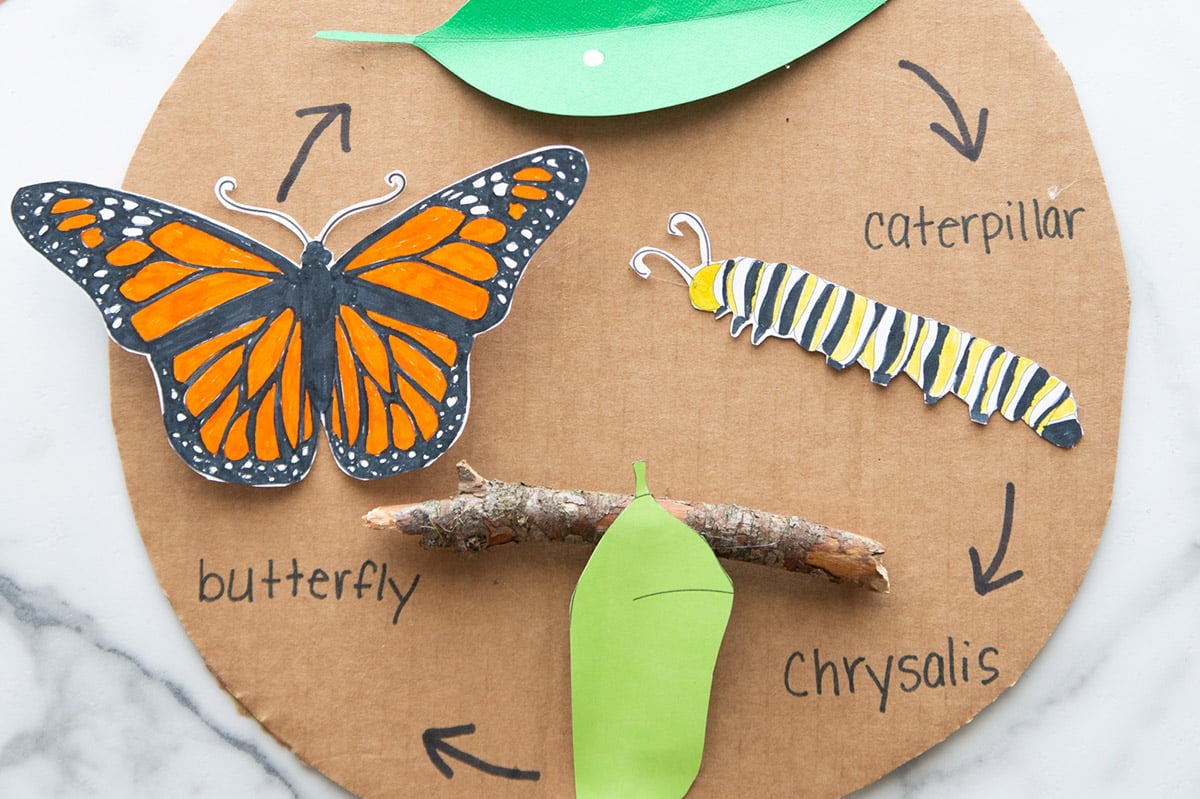 Butterfly Life Cycle Craft with free template   The Best Ideas ...
