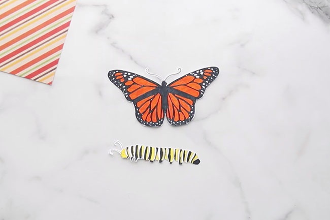 Color in Butterfly Life Cycle Template