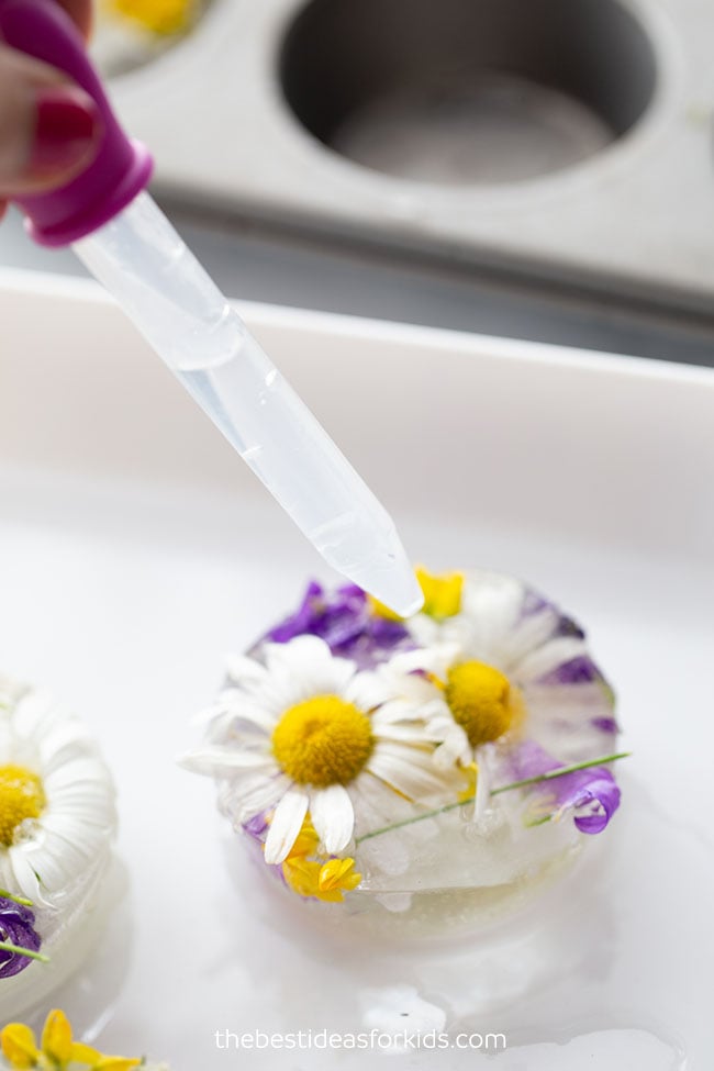 Use Warm Water to Melt Frozen Flowers