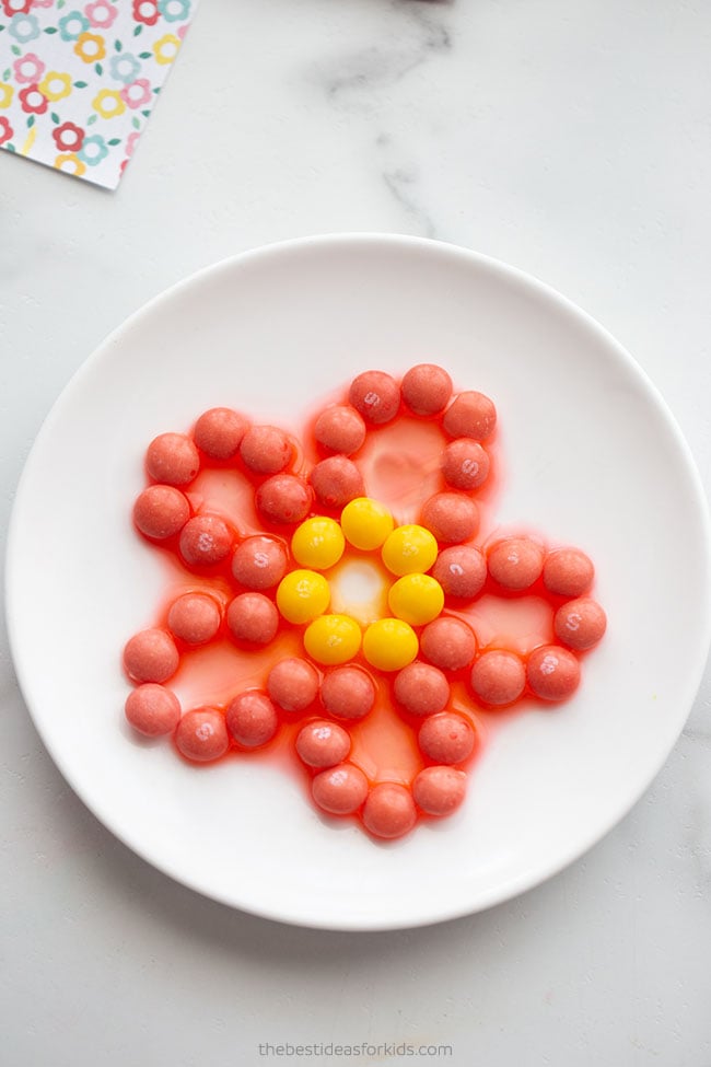 Flower Skittles Experiment for Kids