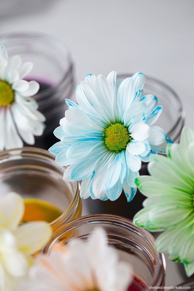 Color Changing Flower Science Experiment