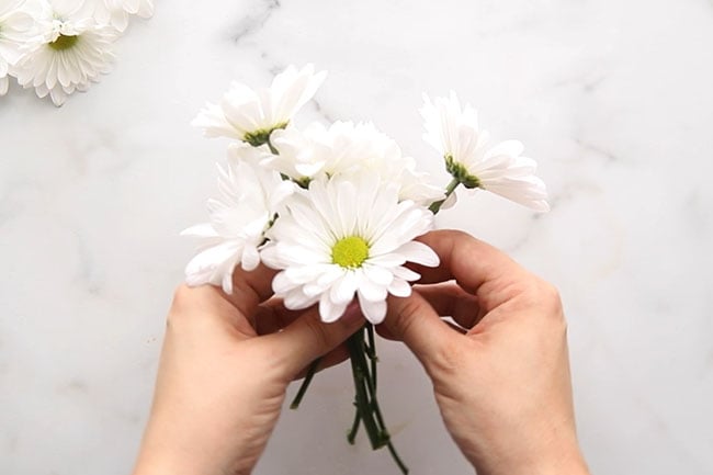 Get White Daisies