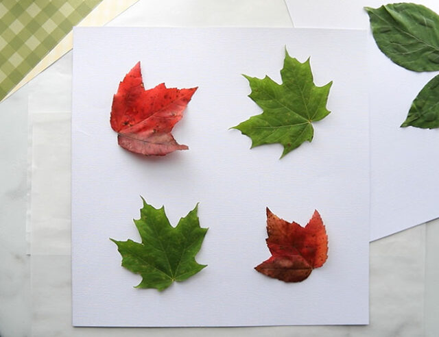 Arrange Leaves for Painting