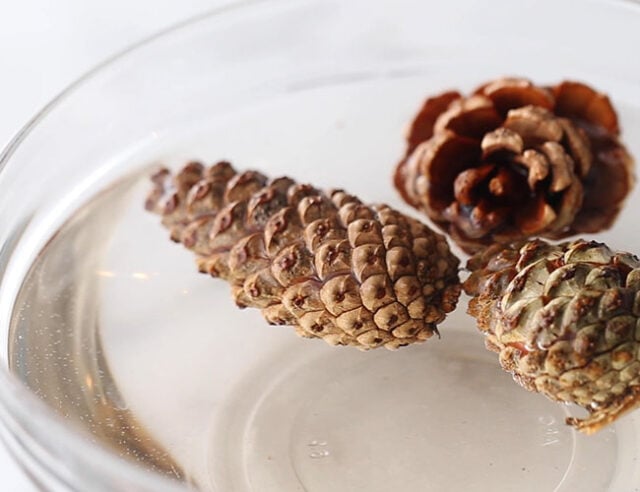 Closed pine cones in water