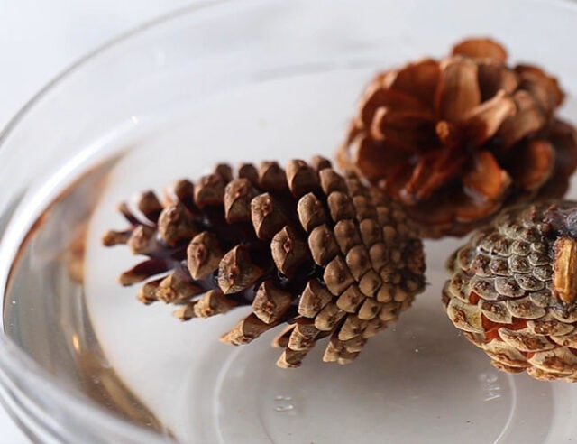 Open pine cones in water