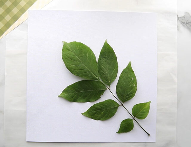 Tape Leaf to Paper