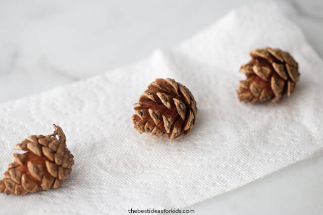 fall pinecone experiment