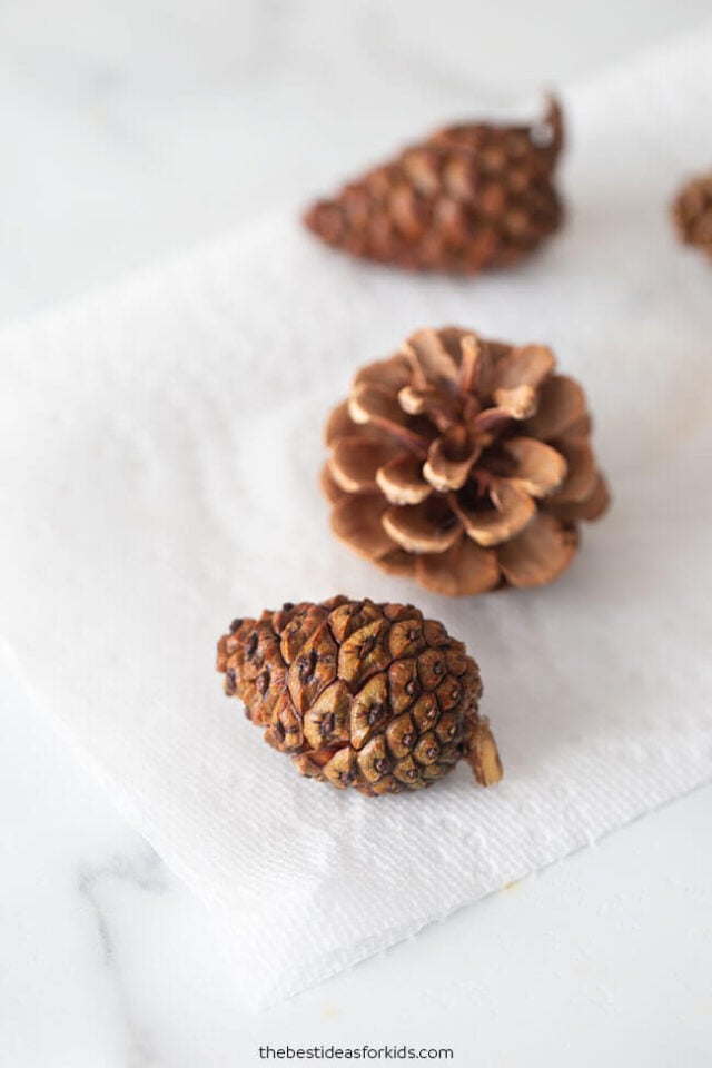 kids pinecone science experiment