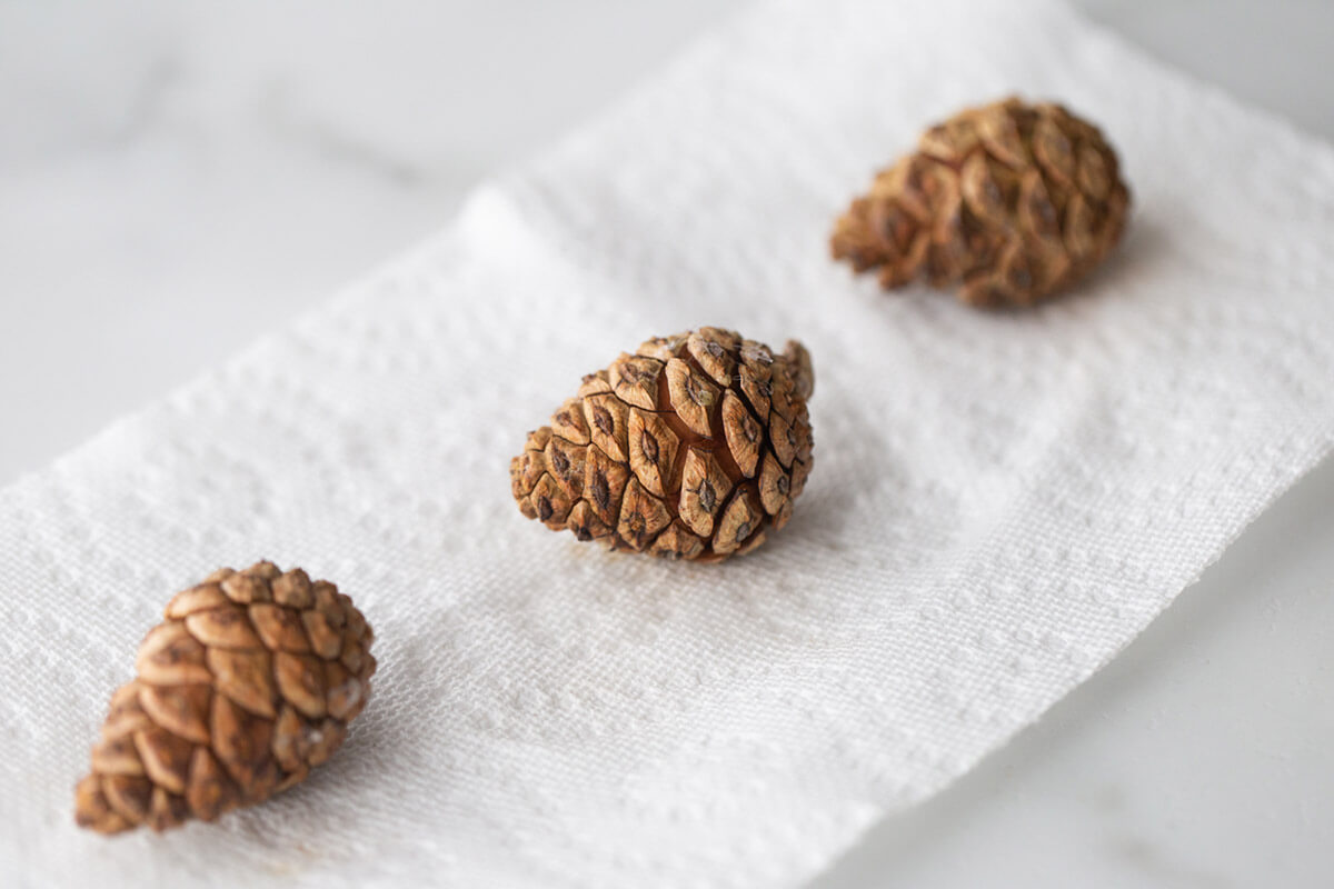 Pine Cone Experiment - The Best Ideas for Kids
