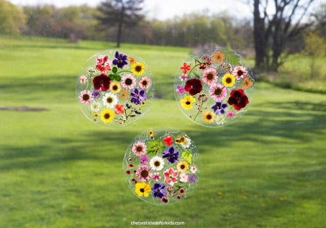 Pressed Flower Suncatcher - The Best Ideas for Kids