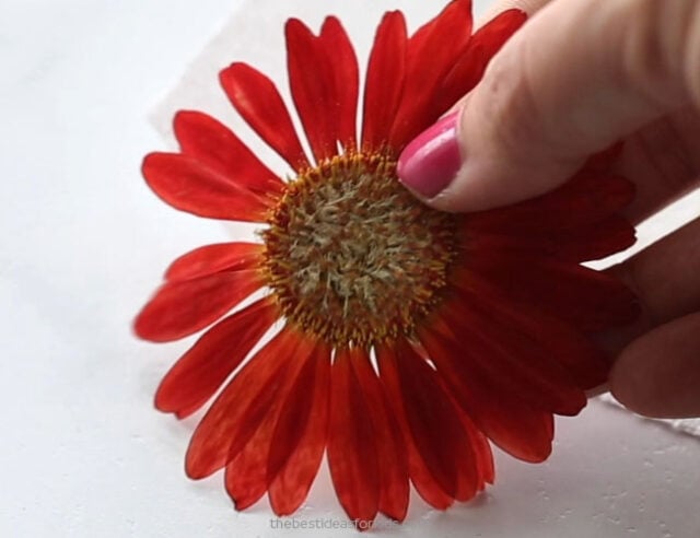 Pressed red daisy