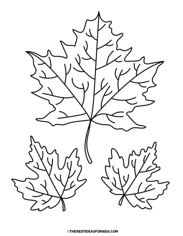 Maple Leaves Coloring Page