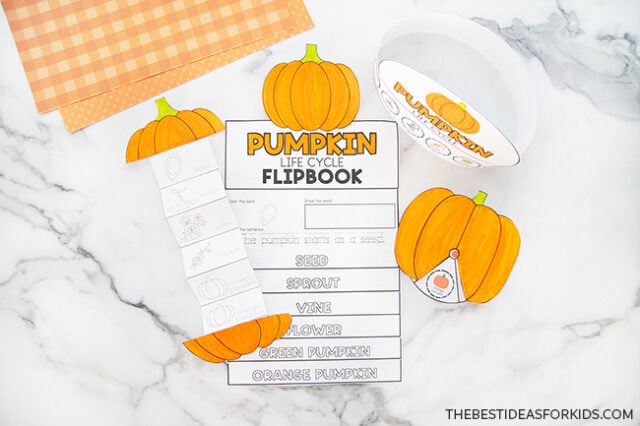 Learning About the Pumpkin Life Cycle