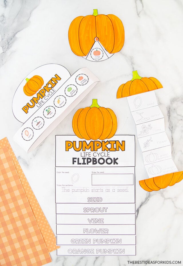 Printable Pumpkin Life Cycle