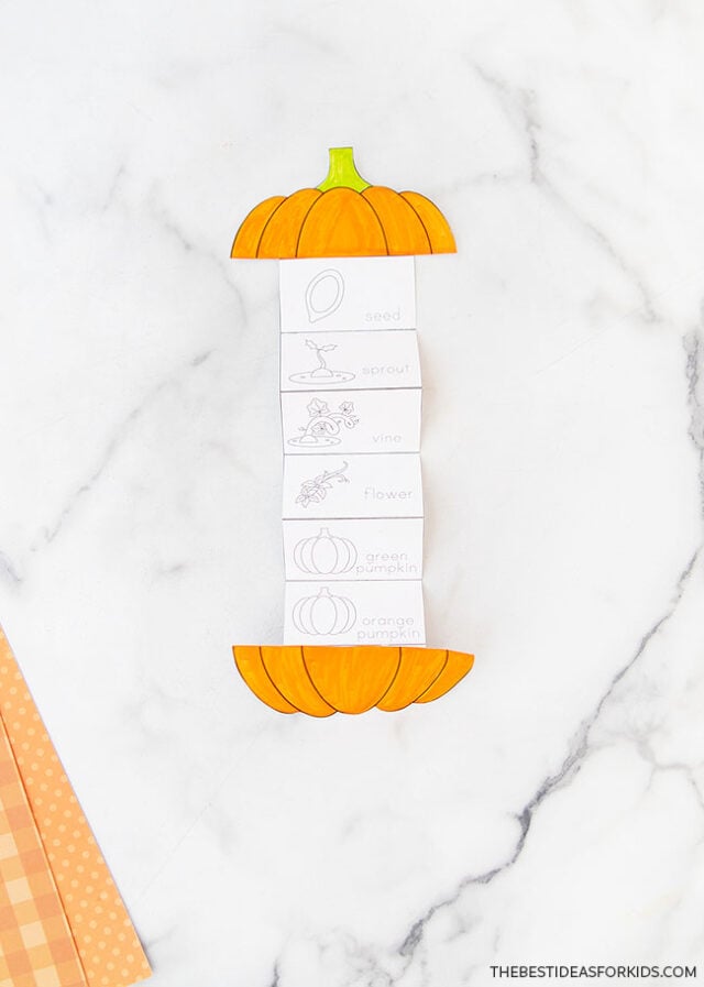 Pumpkin Life Cycle Printable Activity Page