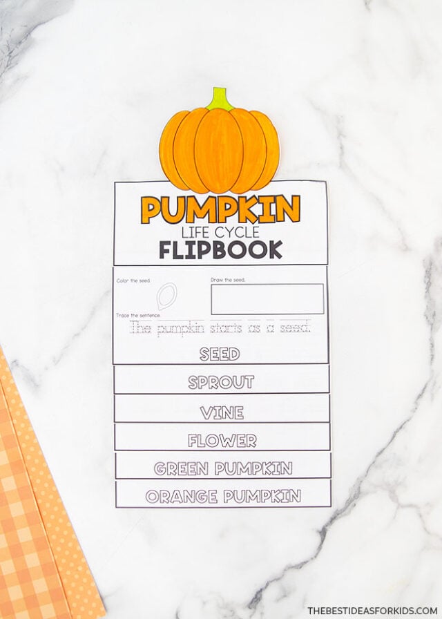 Pumpkin Life Cycle Printable Activity Sheet