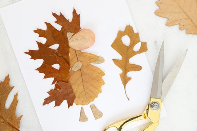 Adding arms to hedgehog