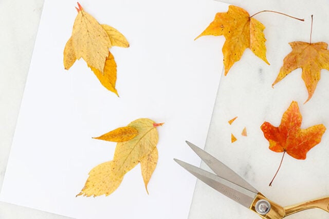 Adding beaks to leaf birds