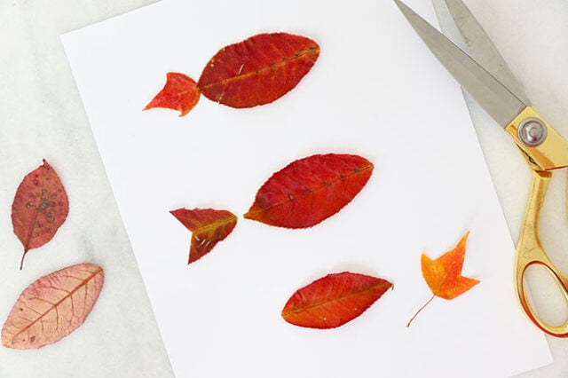 Adding tails to fish leaf bodies