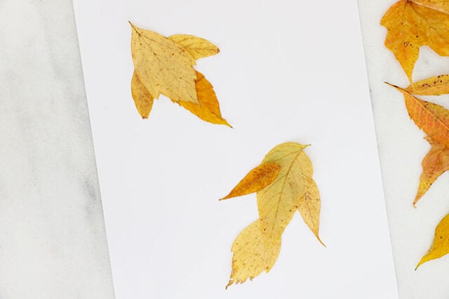 Adding wings onto leaf bird