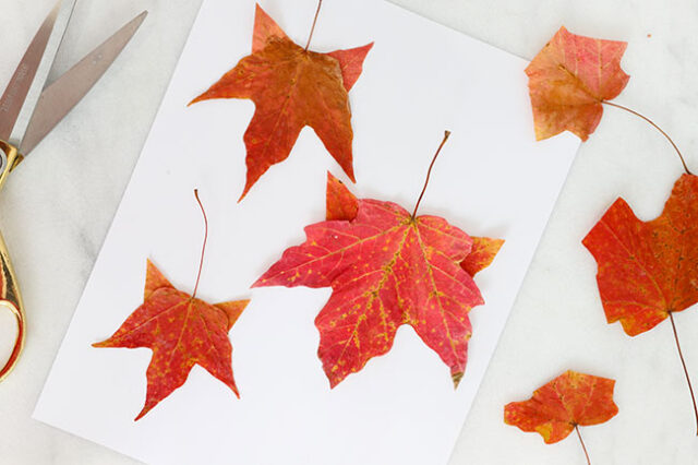 Cutting and gluing ears to page