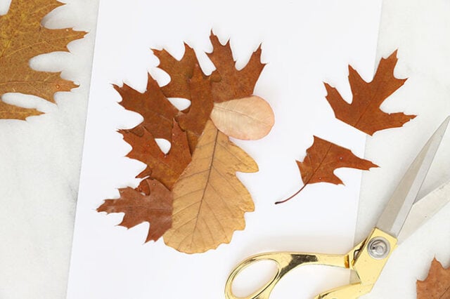 Cutting oak leaves for hedgehog spikes