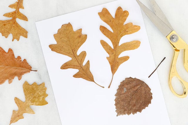 Cutting stems off leaves for deer