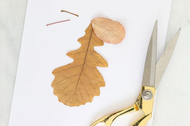 Cutting stems off leaves for hedgehog