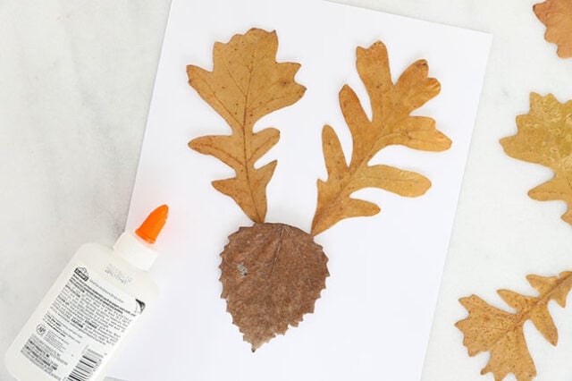 Gluing leaves together for deer