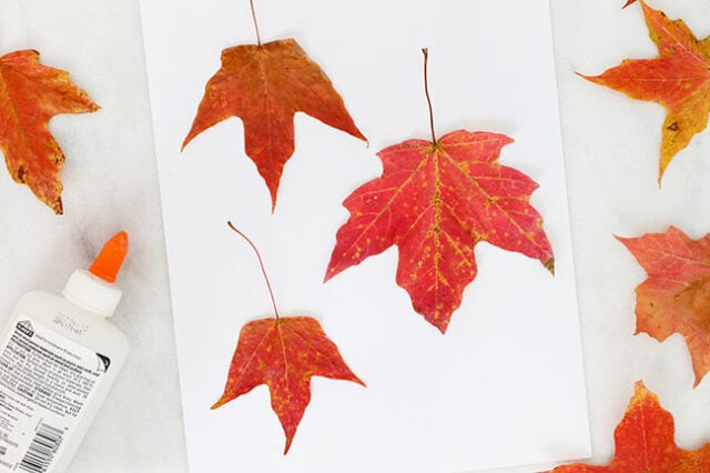 Gluing maple leaves to page