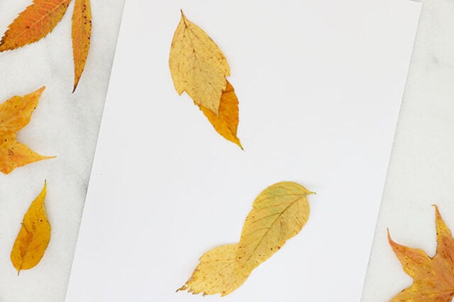 Leaves arranged for birds